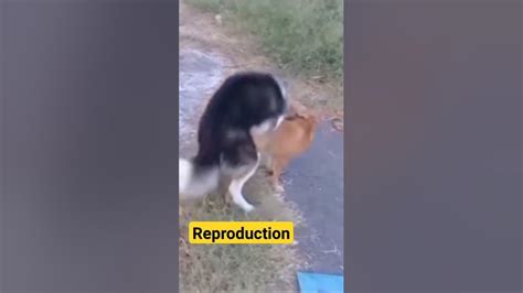 dog meme sex|Dogs Having Sex GIFs .